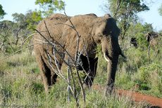 Afrikanischer Elefant (27 von 131).jpg